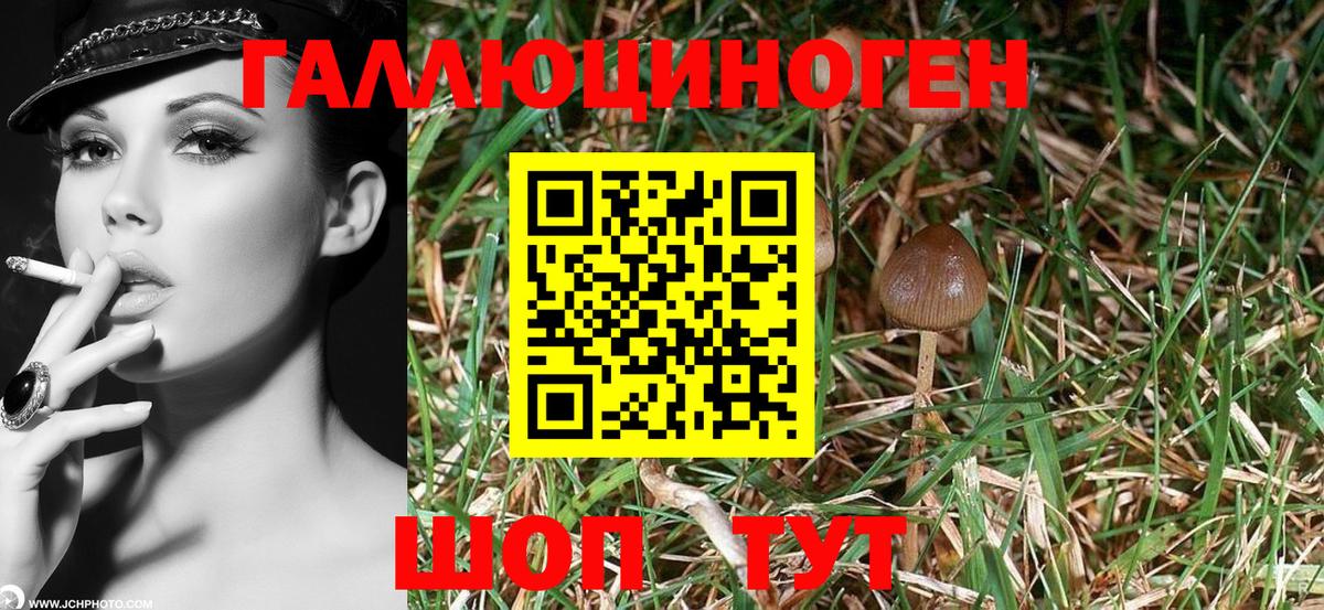Нарткала  Галлюциногенные грибы MAGIC MUSHROOMS  Вход с VPN 